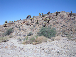 Side Trip to Oatman